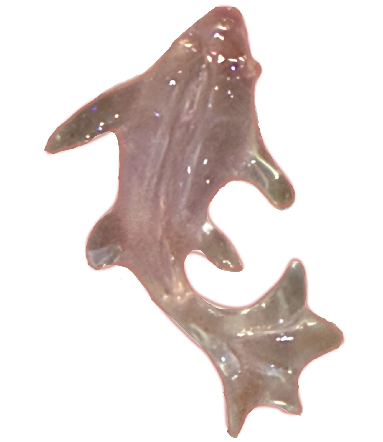 Extra Pink clear fish frame charm